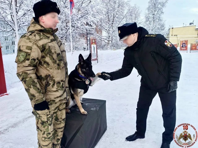 В Росгвардии четвероногого бойца наградили медалью за безупречную службу